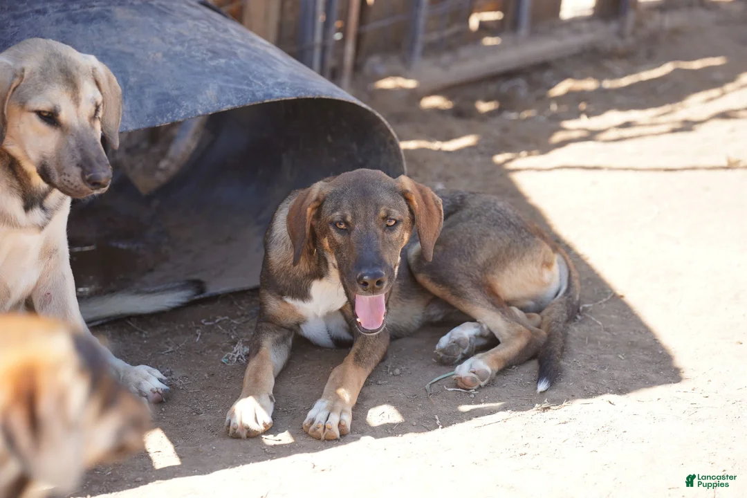 Mixed Breed dogs for sale: Pluto Tiscar Farm Dog - Ad 9