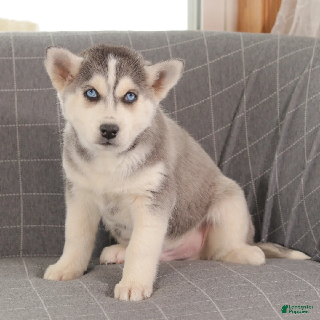 Siberian Husky dogs for sale: Smokey - Ad 2