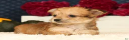 Yochon dogs for sale: Timmy - Ad 9