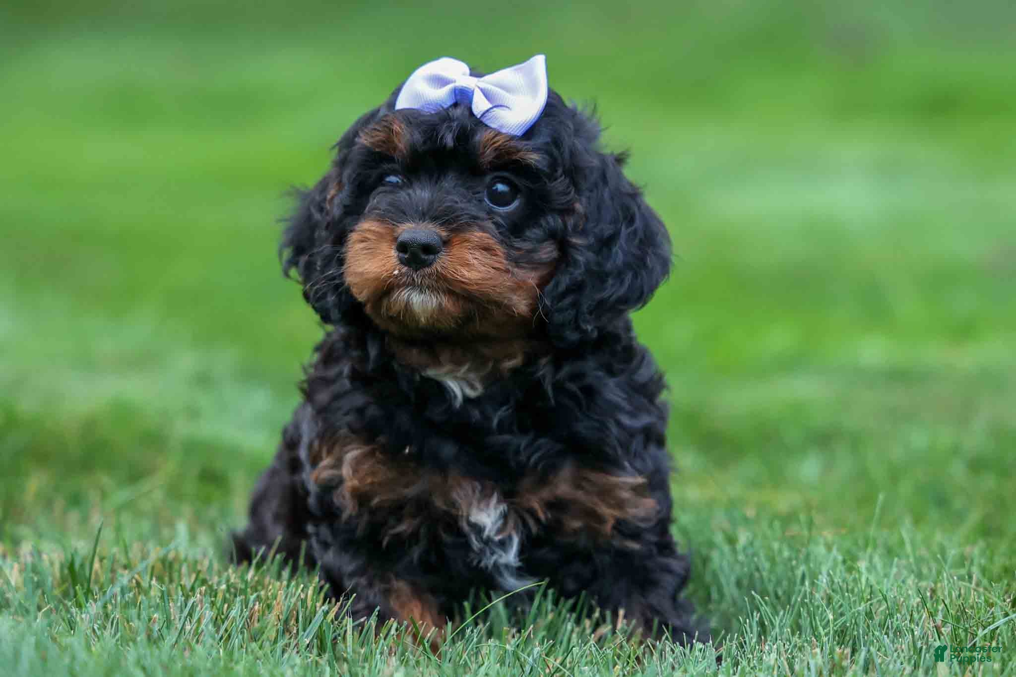 Cavapoo dogs Wanda 🐶 - Ad 1