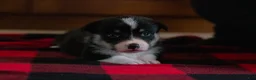 Welsh Corgi Pembroke dogs for sale: Daisy - Ad 3