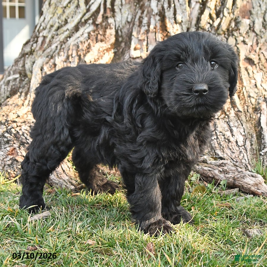Schnauzer dogs Poppy - Ad 2