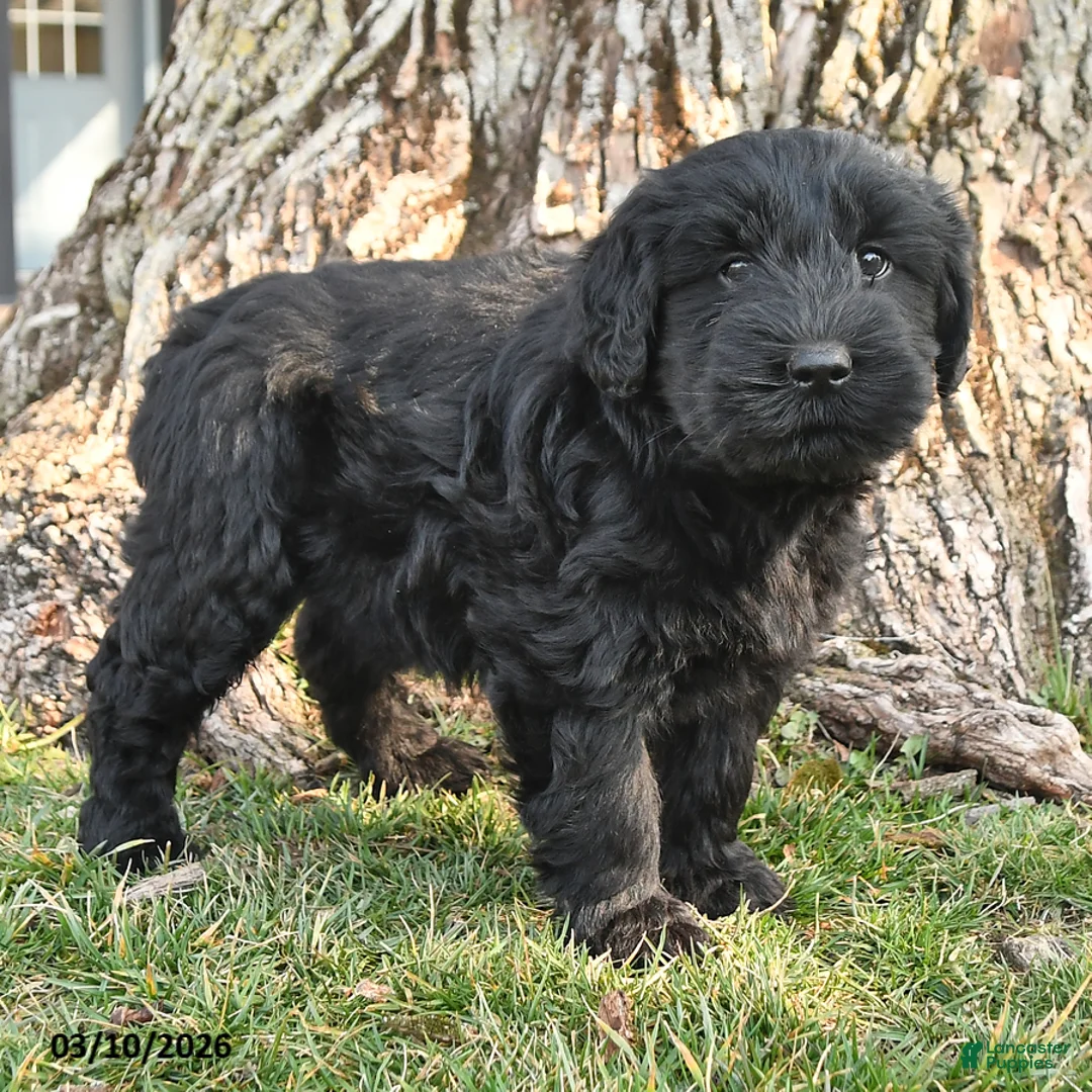 Schnauzer dogs for sale: Poppy - Ad 2