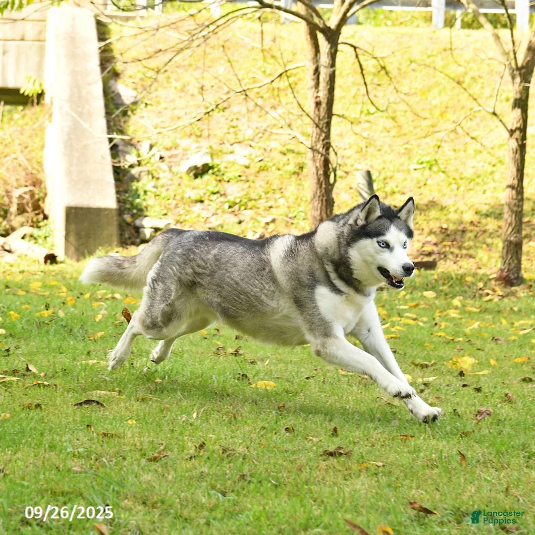 Siberian Husky dogs for sale: Kaitlyn - Ad 2
