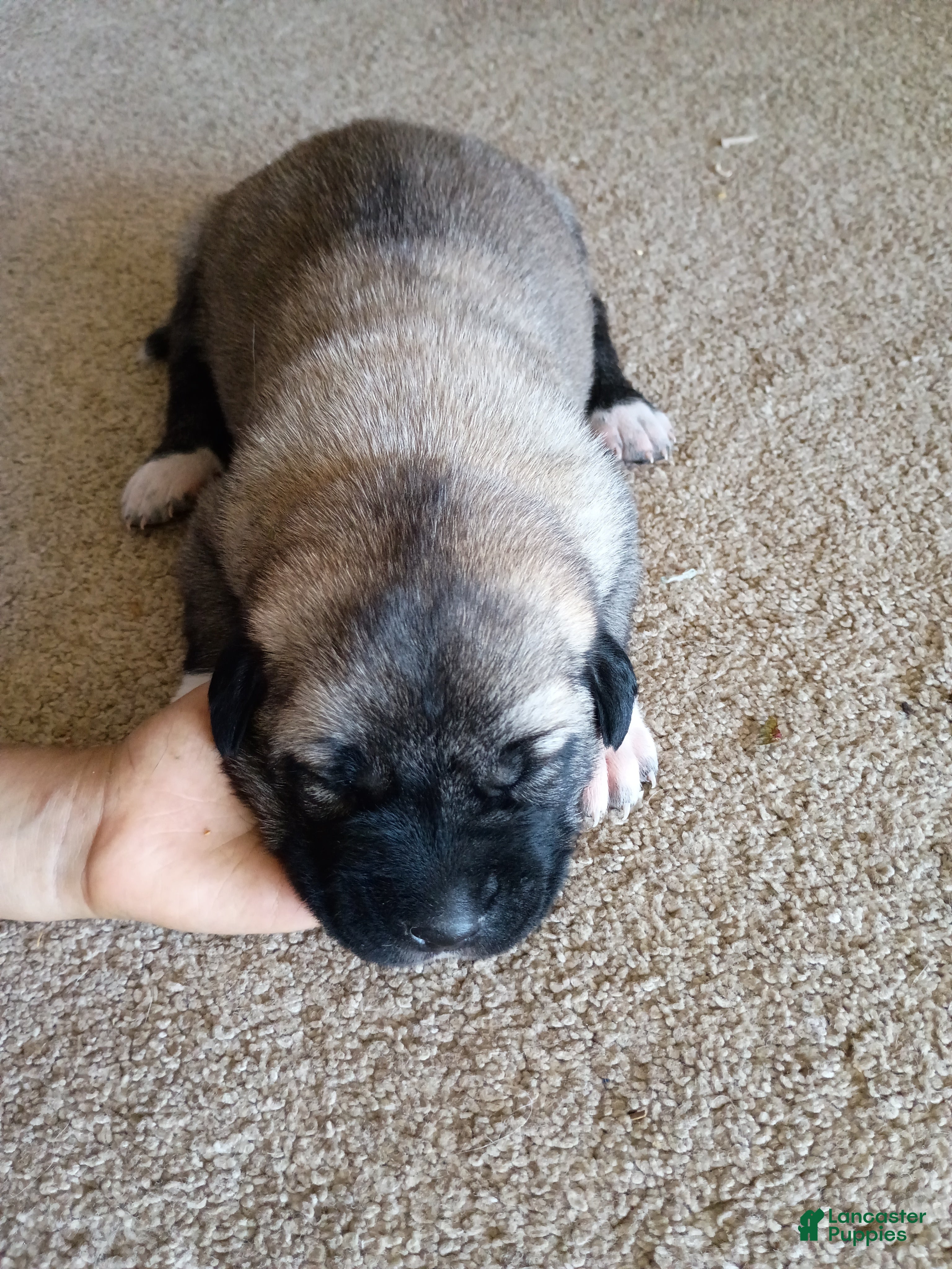 Anatolian Shepherd dogs for sale: Anatolian Shepherd 5 - Ad 1