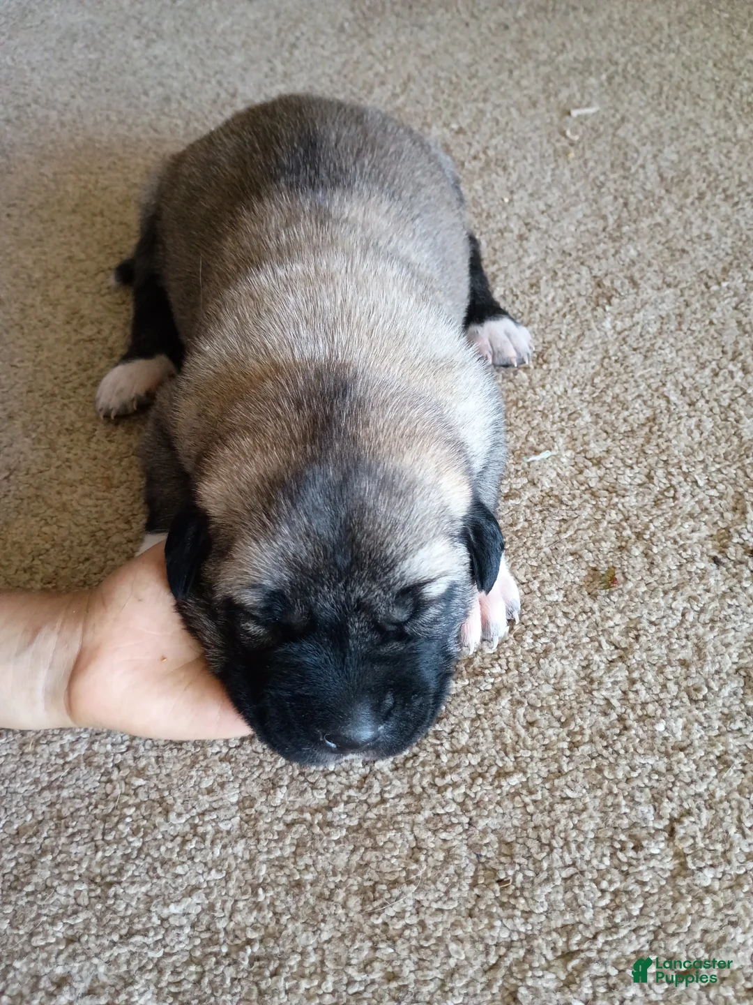 Anatolian Shepherd dogs for sale: Anatolian Shepherd 5 - Ad 1