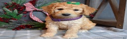 Goldendoodle dogs for sale: Penny - Ad 6