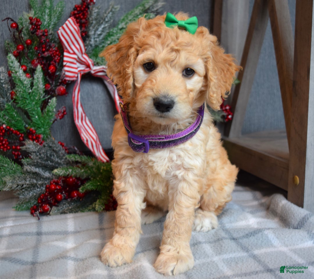 Goldendoodle dogs for sale: Penny - Ad 6