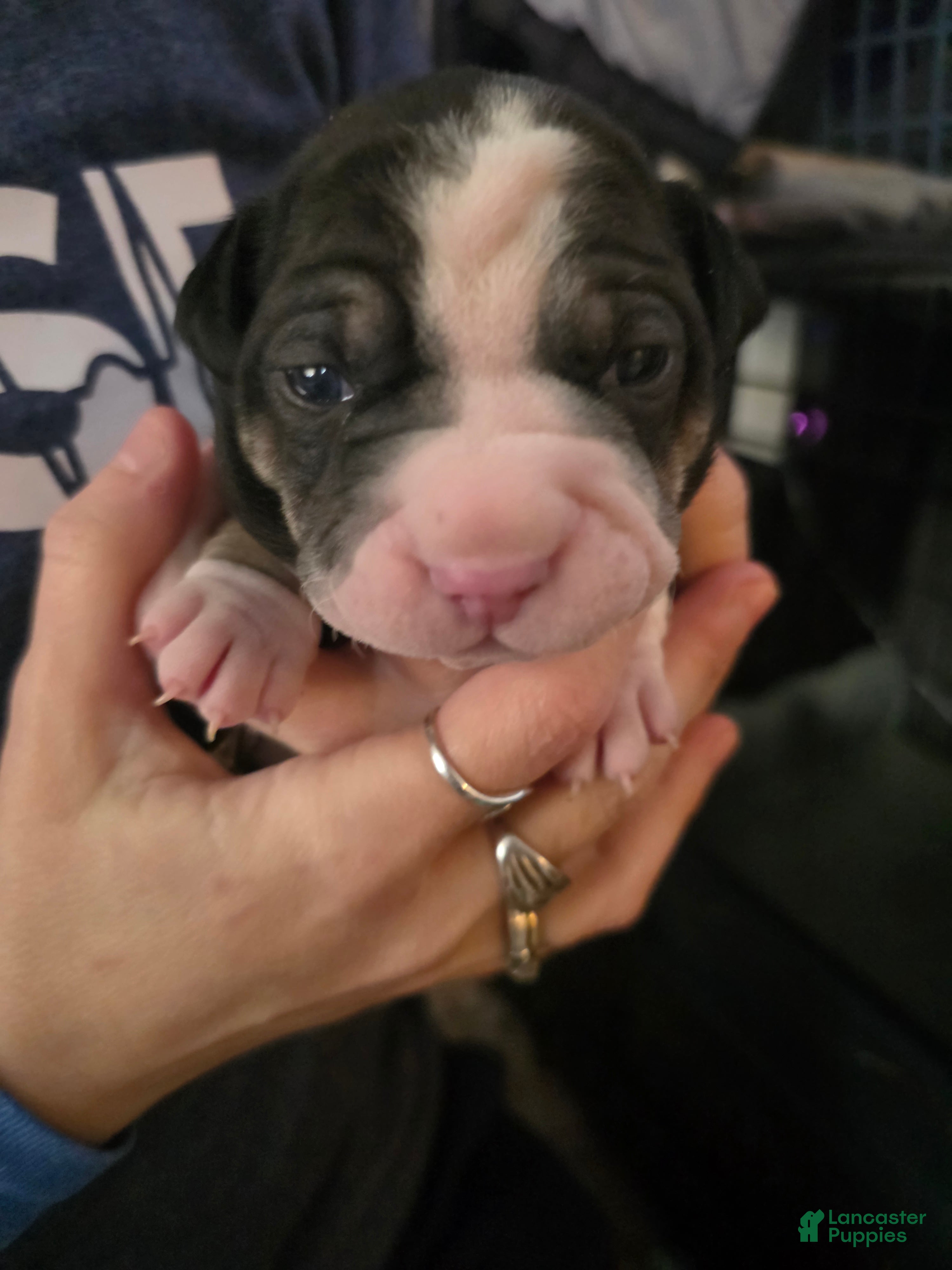 Mixed Breed dogs Orange *Updated 2/1 - Ad 8