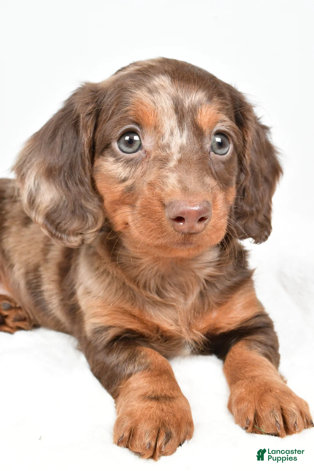 Dachshund dogs for sale: Teddy - Ad 12