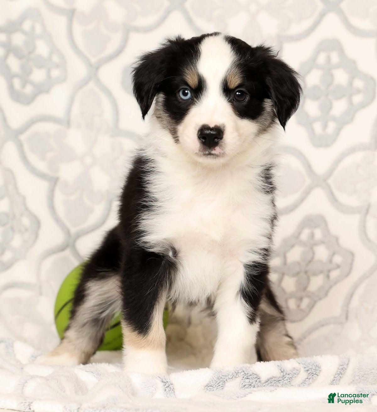 Miniature Australian Shepherd dogs Jenny - Ad 17