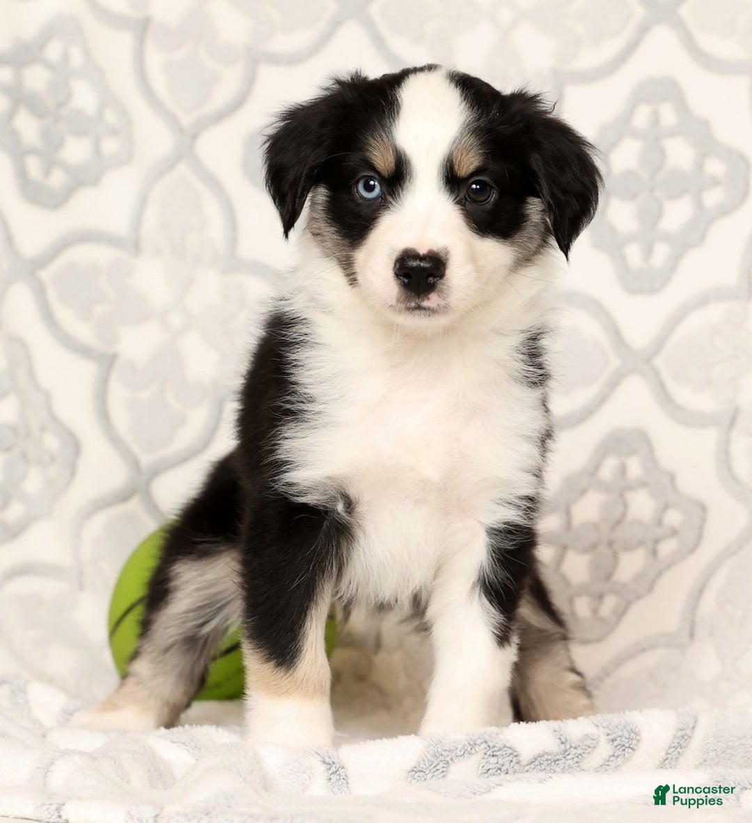 Miniature Australian Shepherd dogs for sale: Jenny - Ad 1