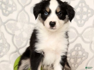Miniature Australian Shepherd dogs Jenny - Ad 17
