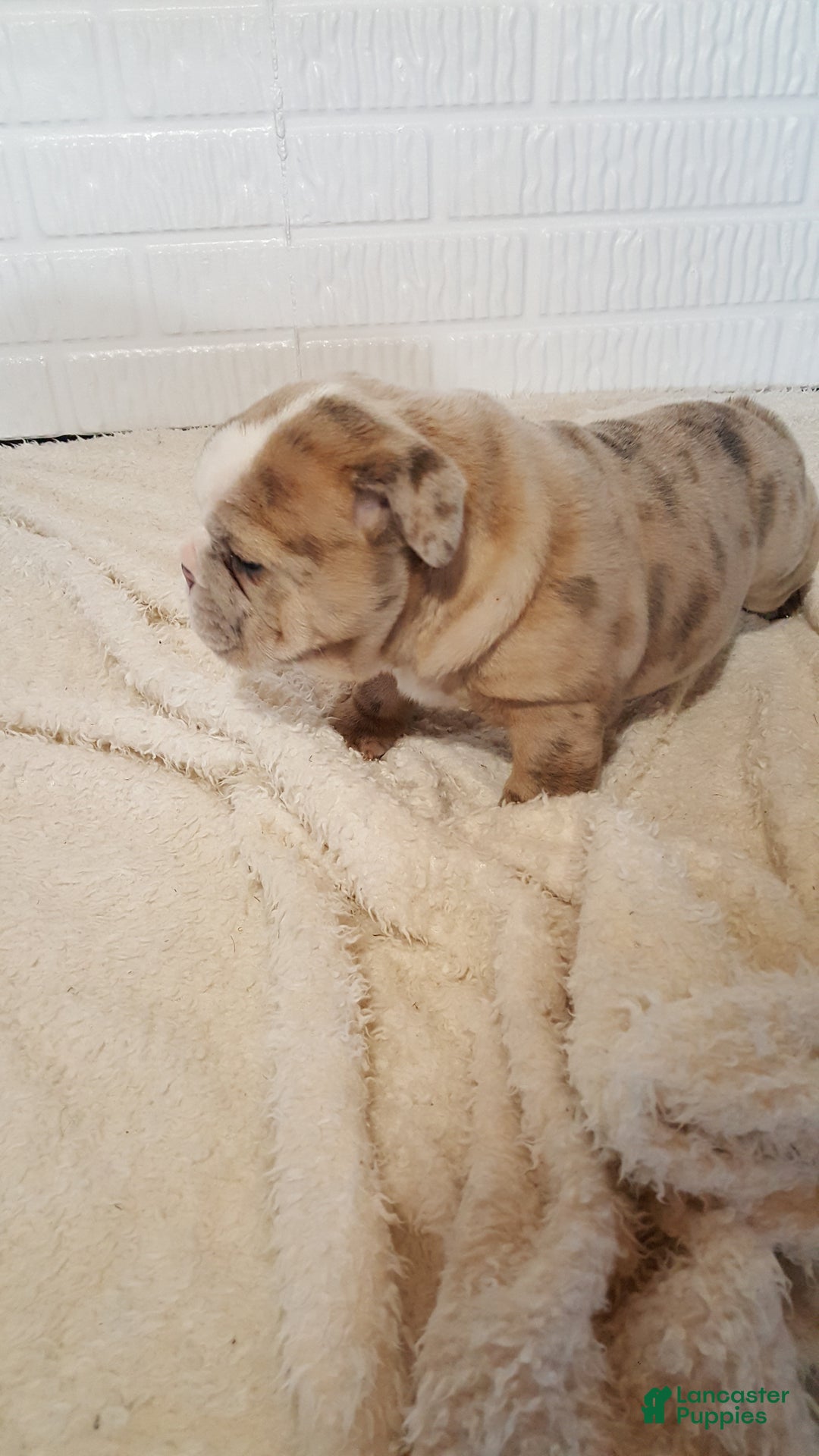 English Bulldog dogs for sale: Anja - Ad 8