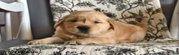 Golden Retriever dogs for sale: Zonnie - Ad 3