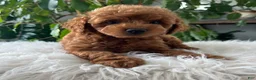 Mini Goldendoodle dogs for sale: Como  - Ad 1