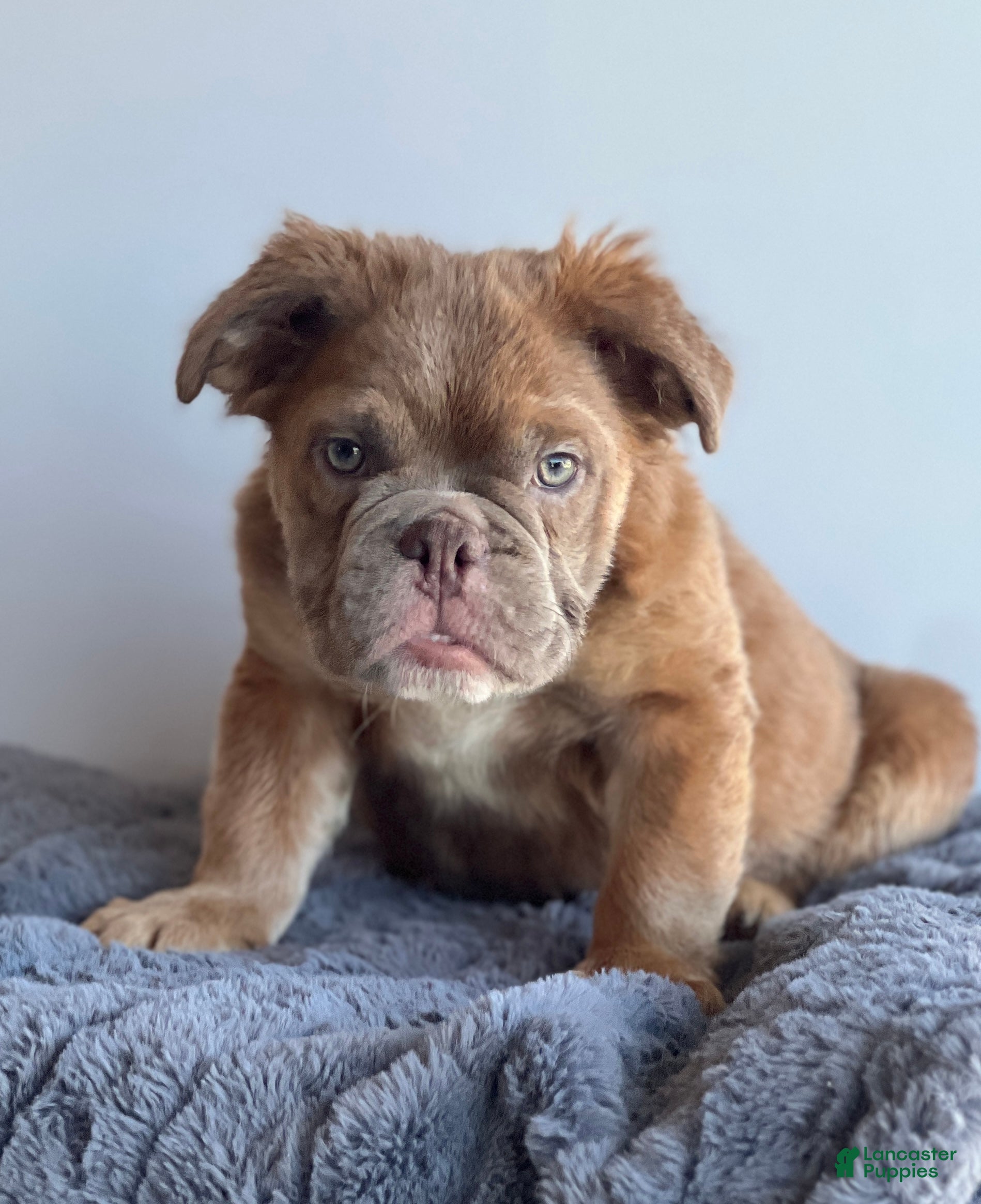 English Bulldog dogs Sassy - Ad 9