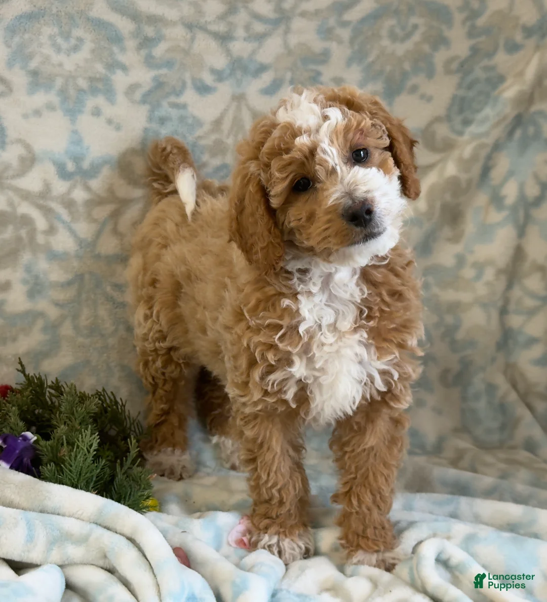 Mini Goldendoodle dogs for sale: Caram - Ad 7