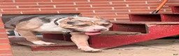 American Bully dogs for sale: Harley - Ad 13