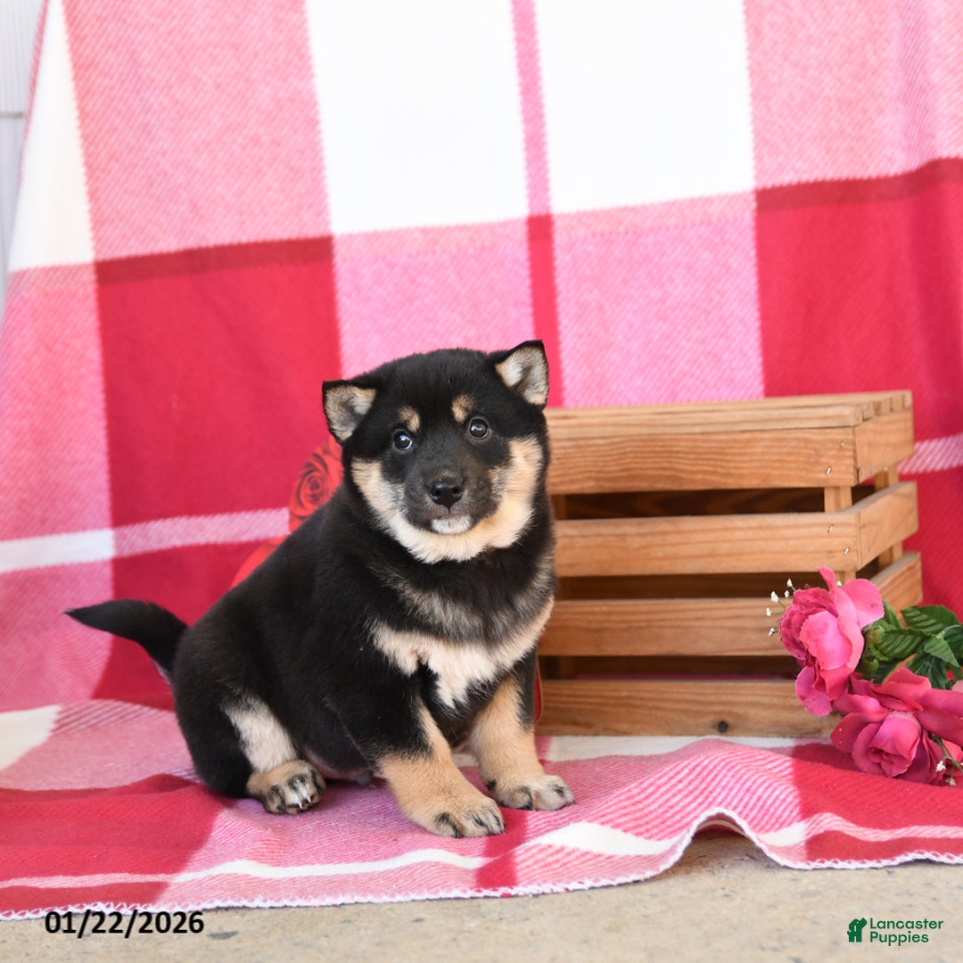 Shiba Inu dogs for sale: Benny - Ad 4