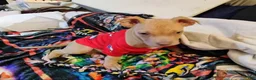 Staffordshire Bull Terrier dogs for sale: XL bully - Ad 3