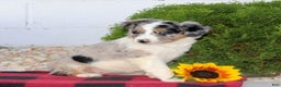 Miniature Australian Shepherd dogs for sale: Tanisha  - Ad 3