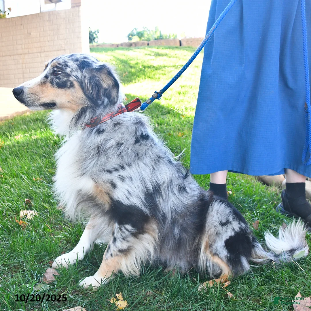 Australian Shepherd dogs for sale: Pansy - Ad 7