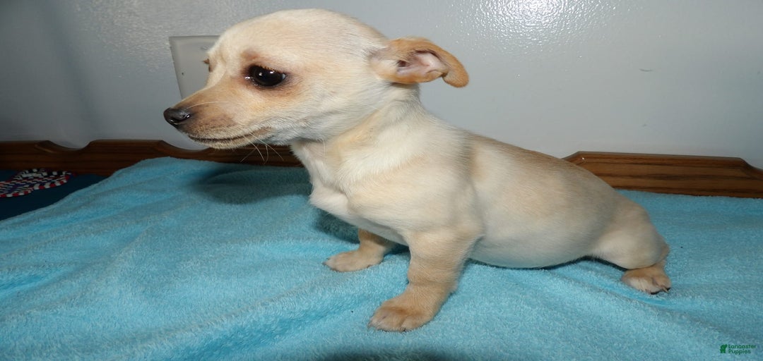 Gallery Image {{count}}