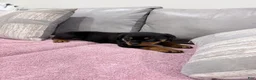 Rottweiler dogs for sale: Rottweiler Puppy 2 - Ad 6