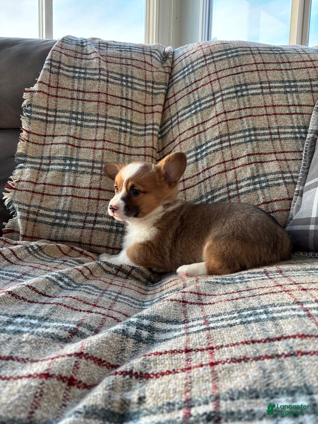 Welsh Corgi Pembroke dogs for sale: Welsh Corgi Pembroke Puppy 2 - Ad 3