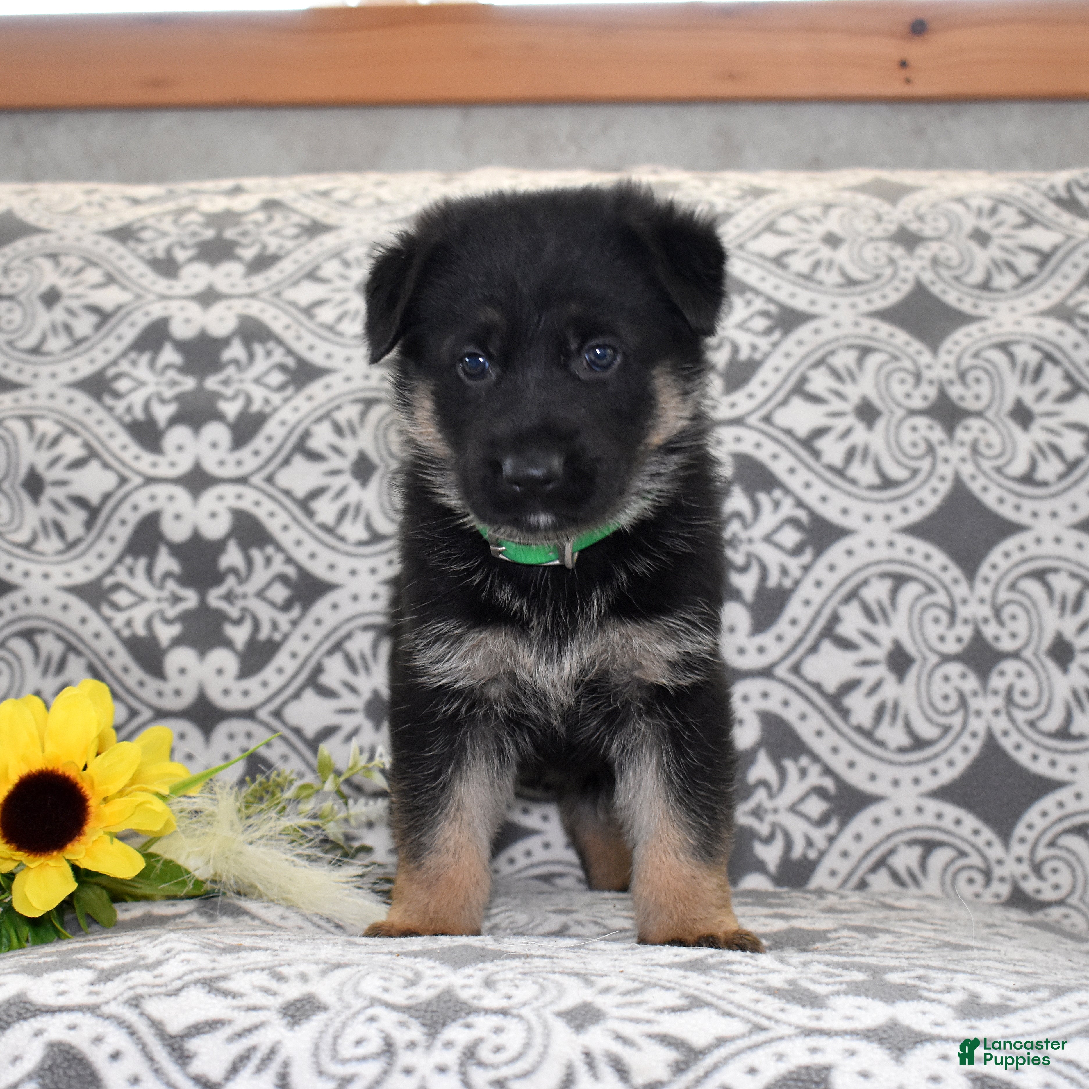 German Shepherd dogs Thor - Ad 2