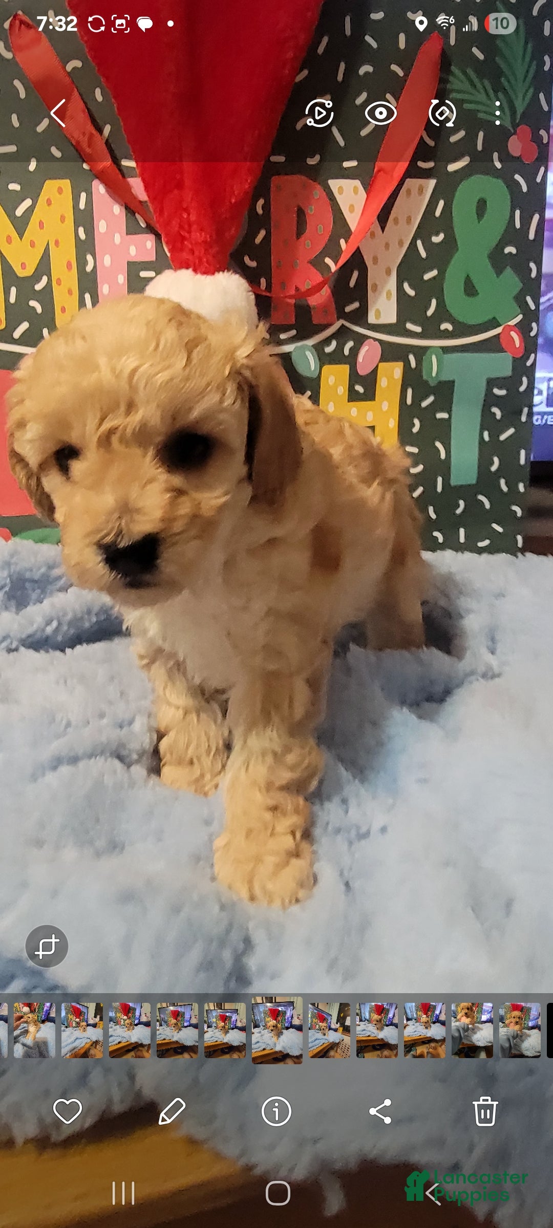Toy Poodle dogs for sale: Charlie  - Ad 3