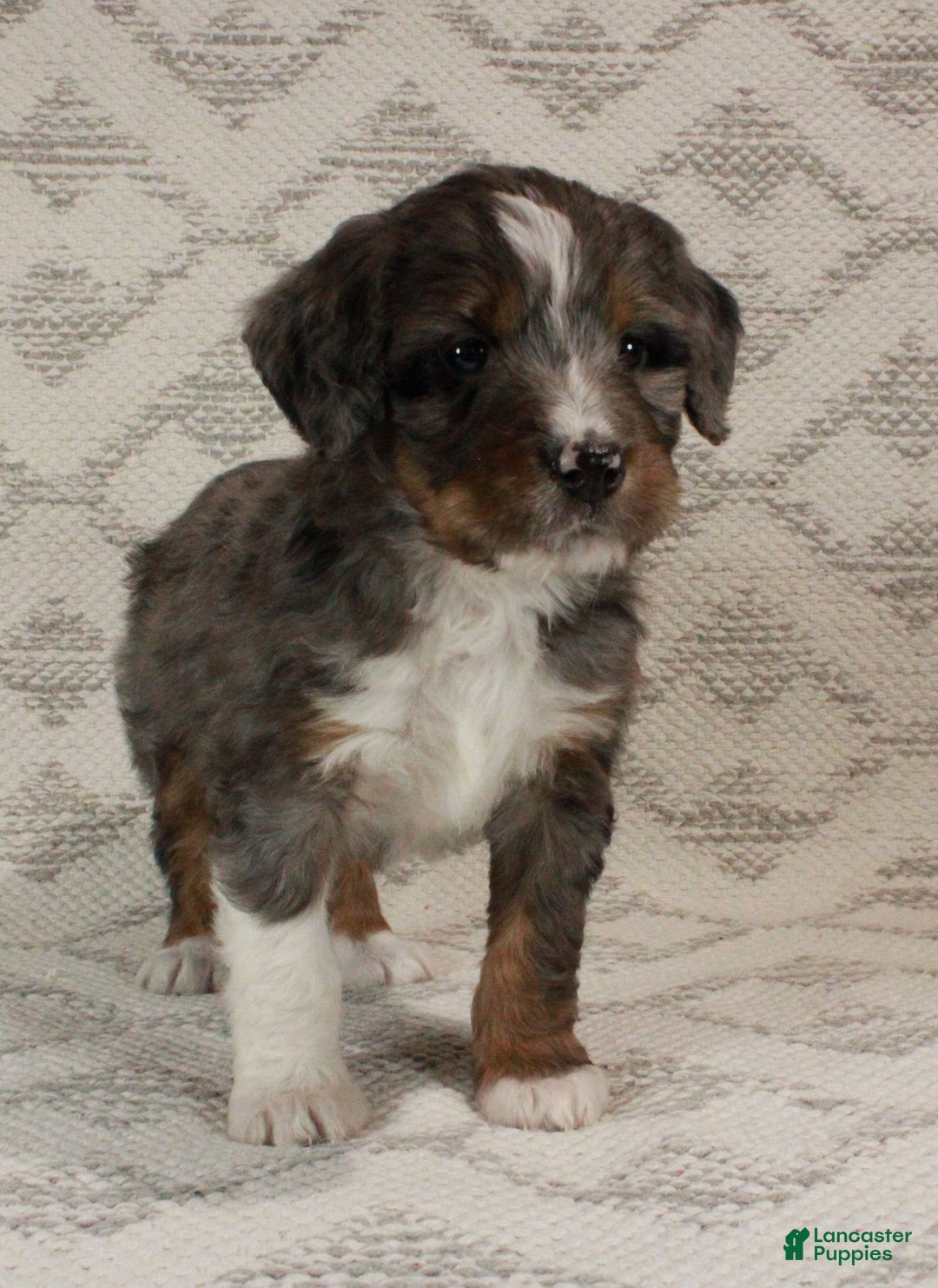 Bernedoodle dogs for sale: Marley - Ad 3