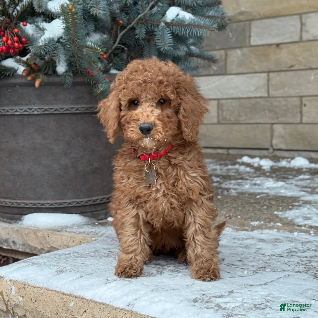 Standard Poodle dogs for sale: Bentley - Moyen Size Poodle - Ad 5