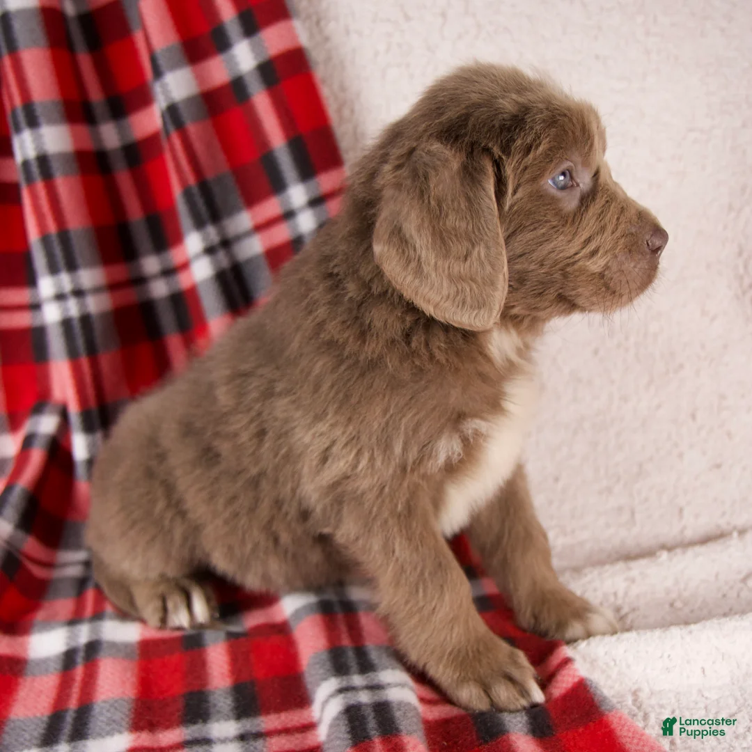 Newfoundland dogs for sale: Flora - Ad 4