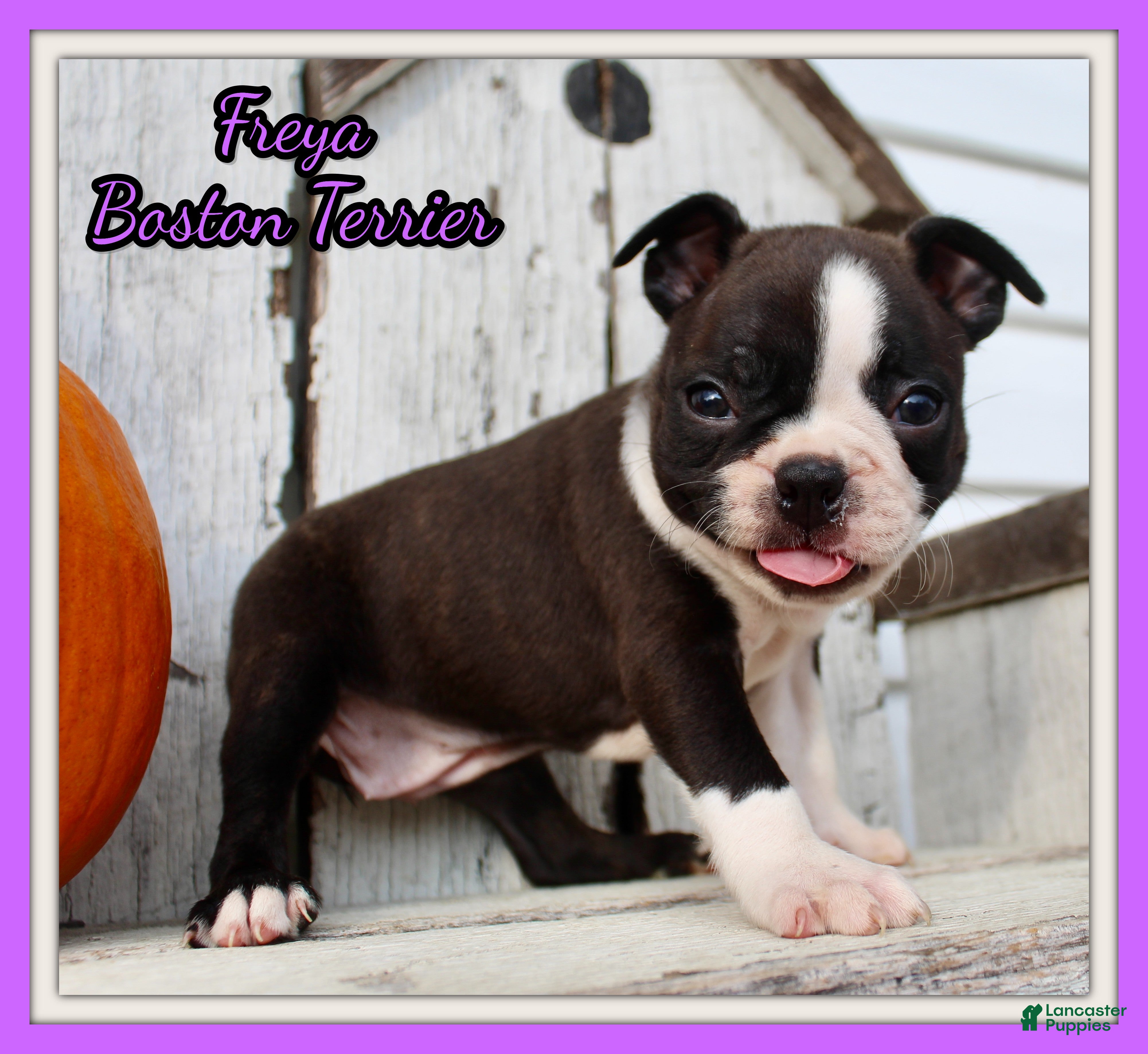 Boston Terrier dogs Freya Female AKC Boston Terrier - Ad 31