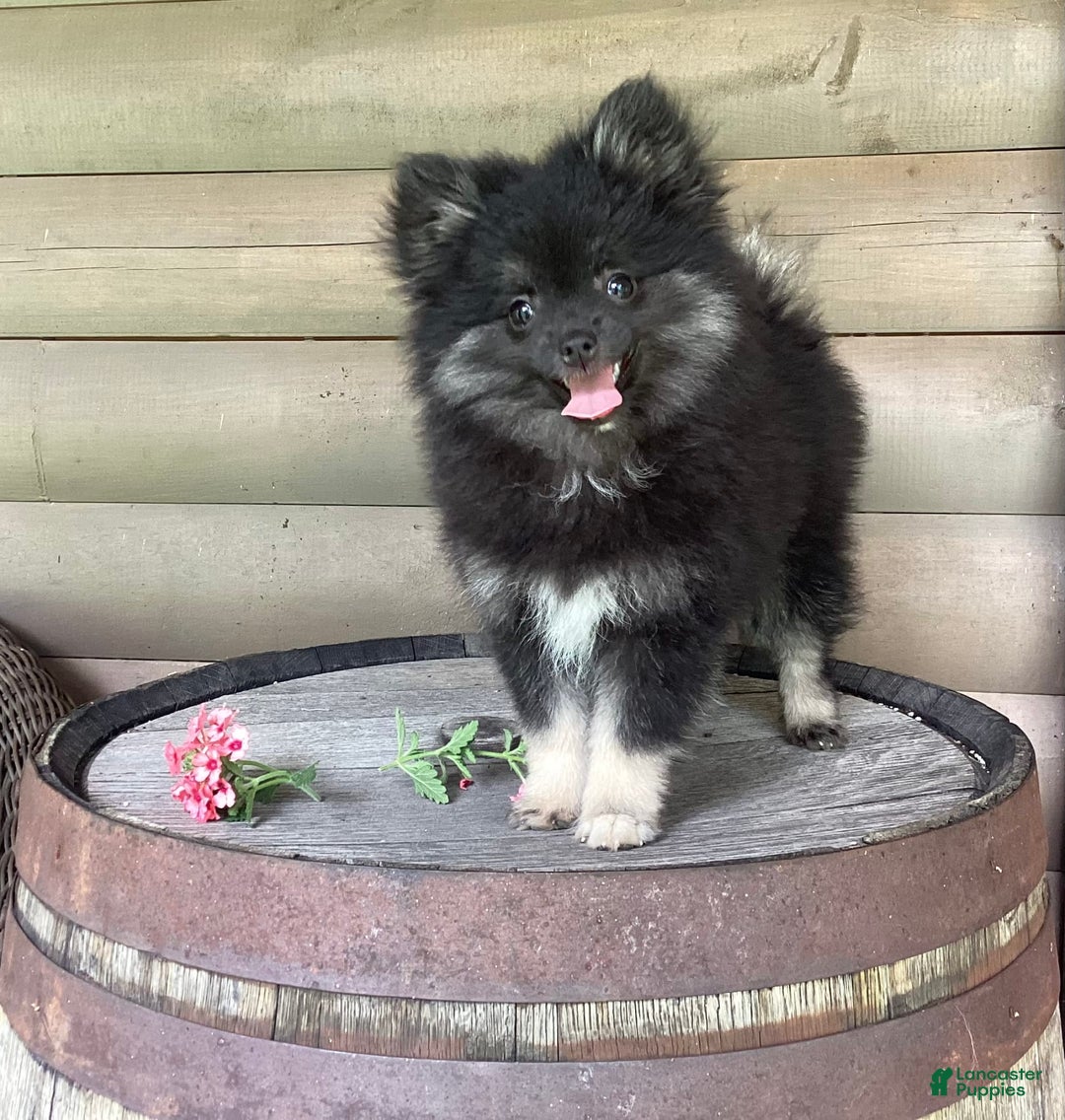 Gallery Image {{count}}