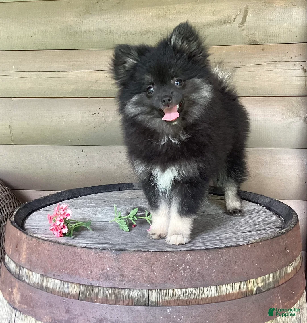 Gallery Image {{count}}