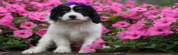 Cavapoo dogs for sale: Priscilla🌸 - Ad 17