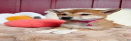 Shiba Inu dogs for sale: 🩷 Wendi 🩷 - Ad 2