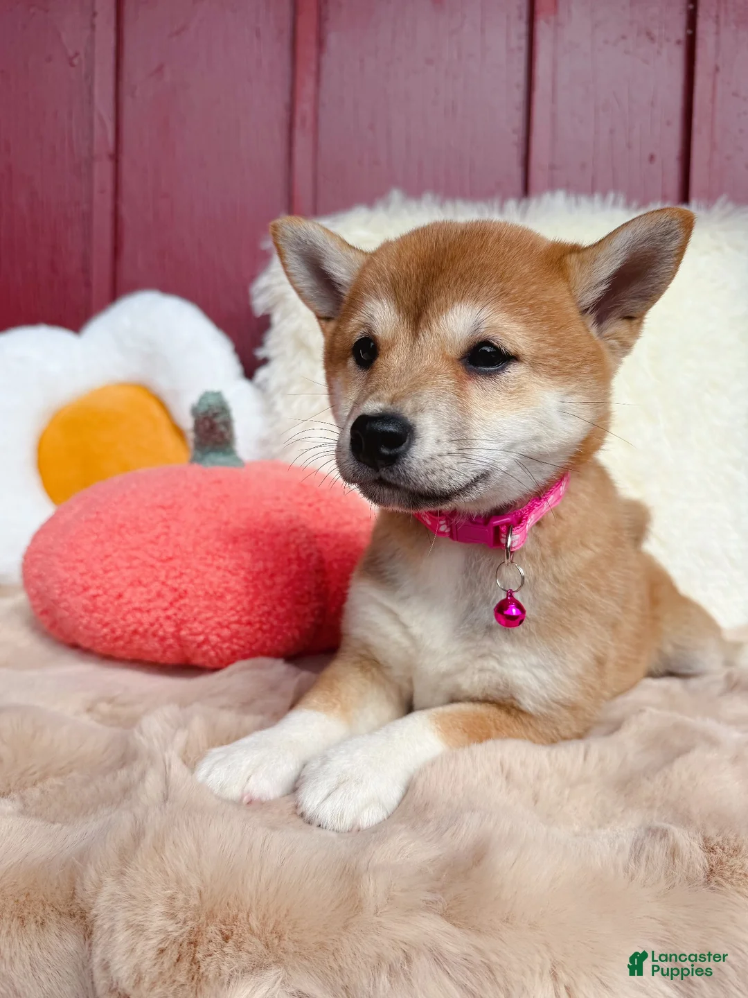 Shiba Inu dogs for sale: 🩷 Wendi 🩷 - Ad 2