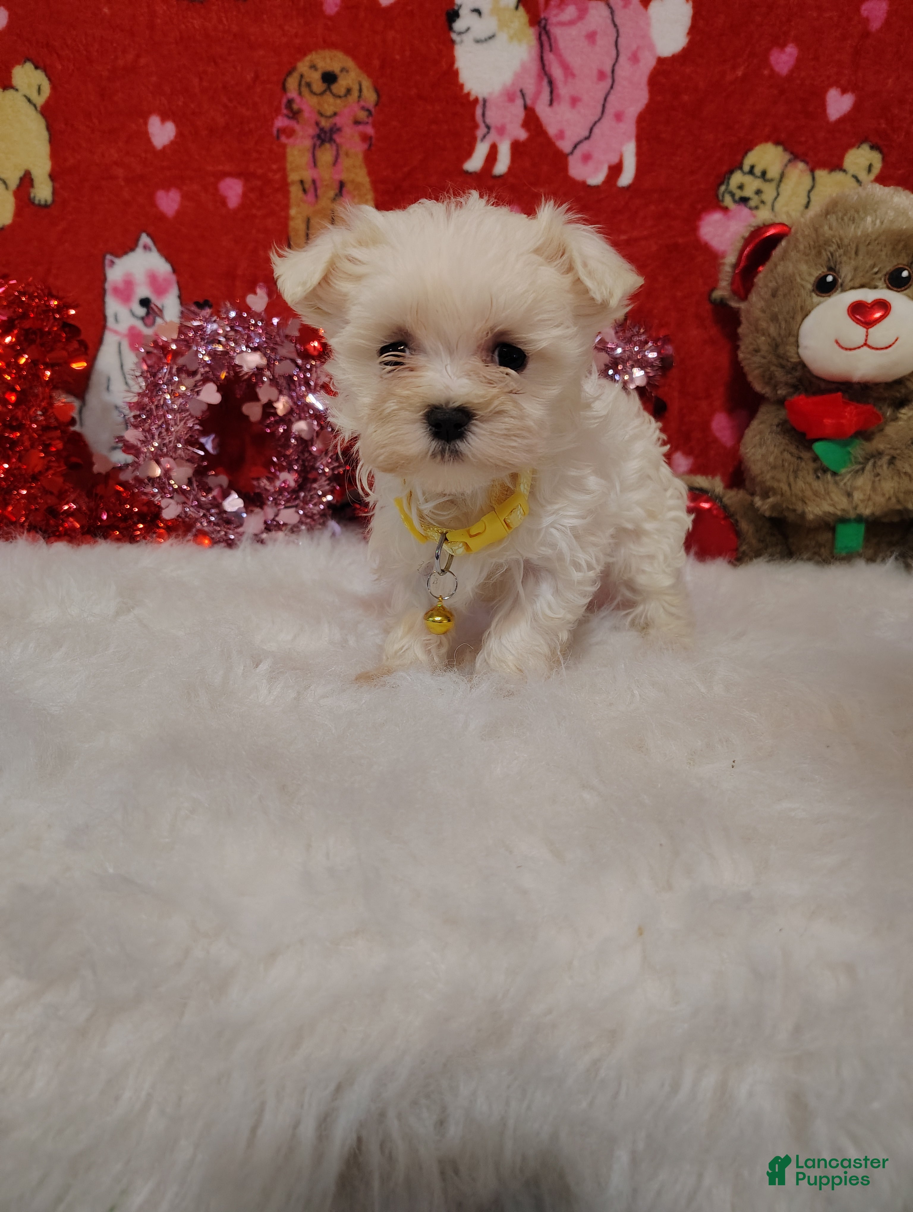 Maltese dogs Emma - yellow  - Ad 36