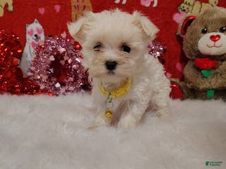 Maltese dogs Emma - yellow - Ad 34