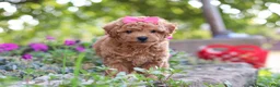 Miniature Poodle dogs for sale: Janika - Ad 6