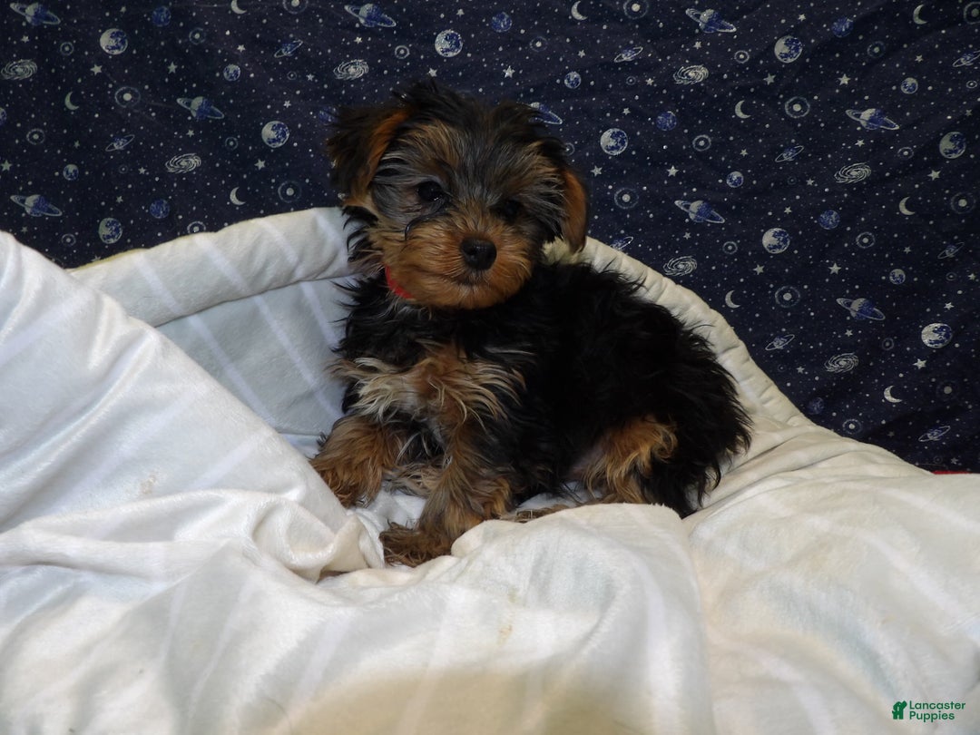 Yorkshire Terrier dogs for sale: Jade - Ad 6