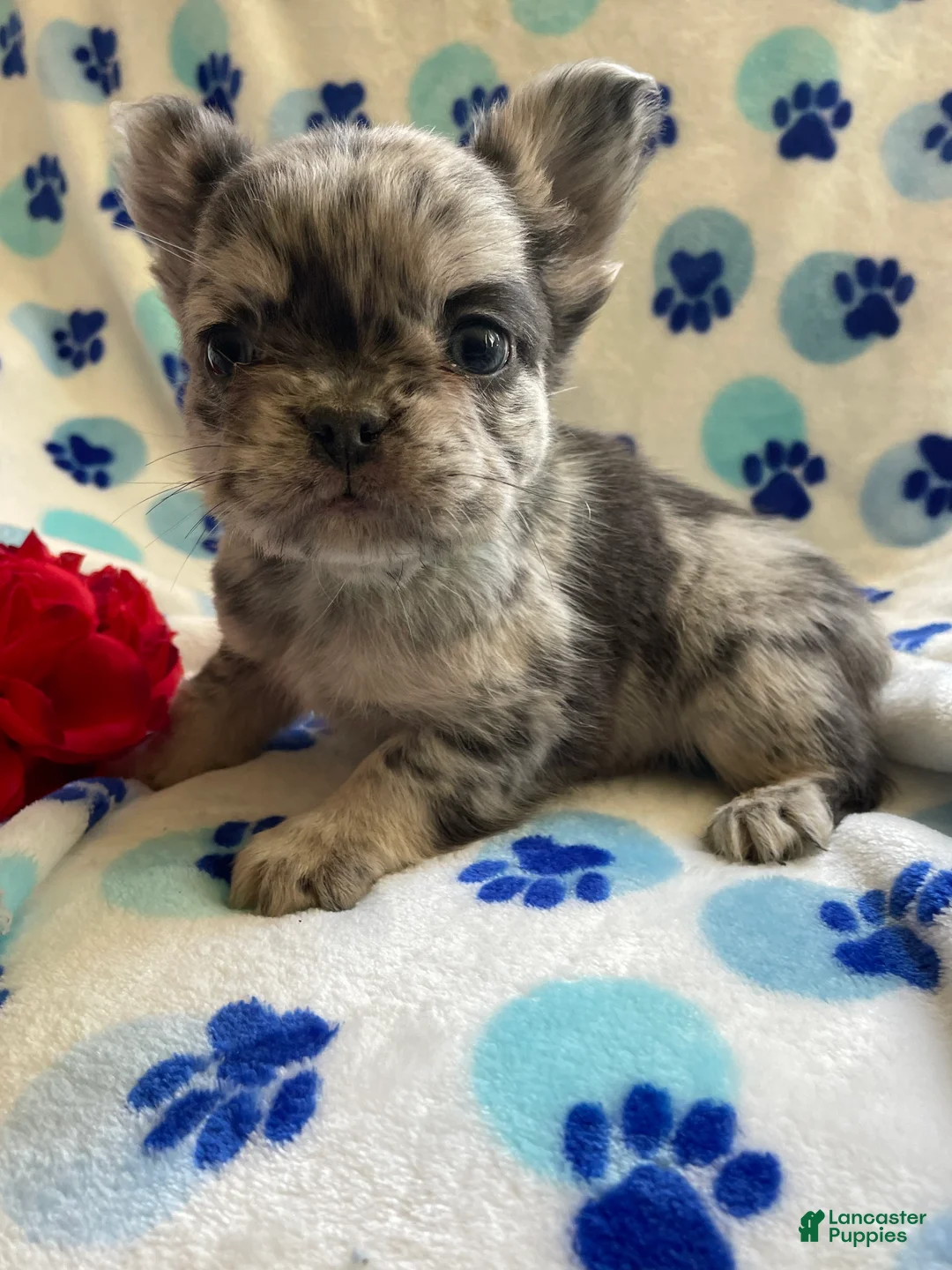 French Bulldog dogs for sale: Scooter LONG HAIRED - Ad 2