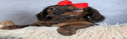 Miniature Dachshund dogs for sale: Felix - Ad 7