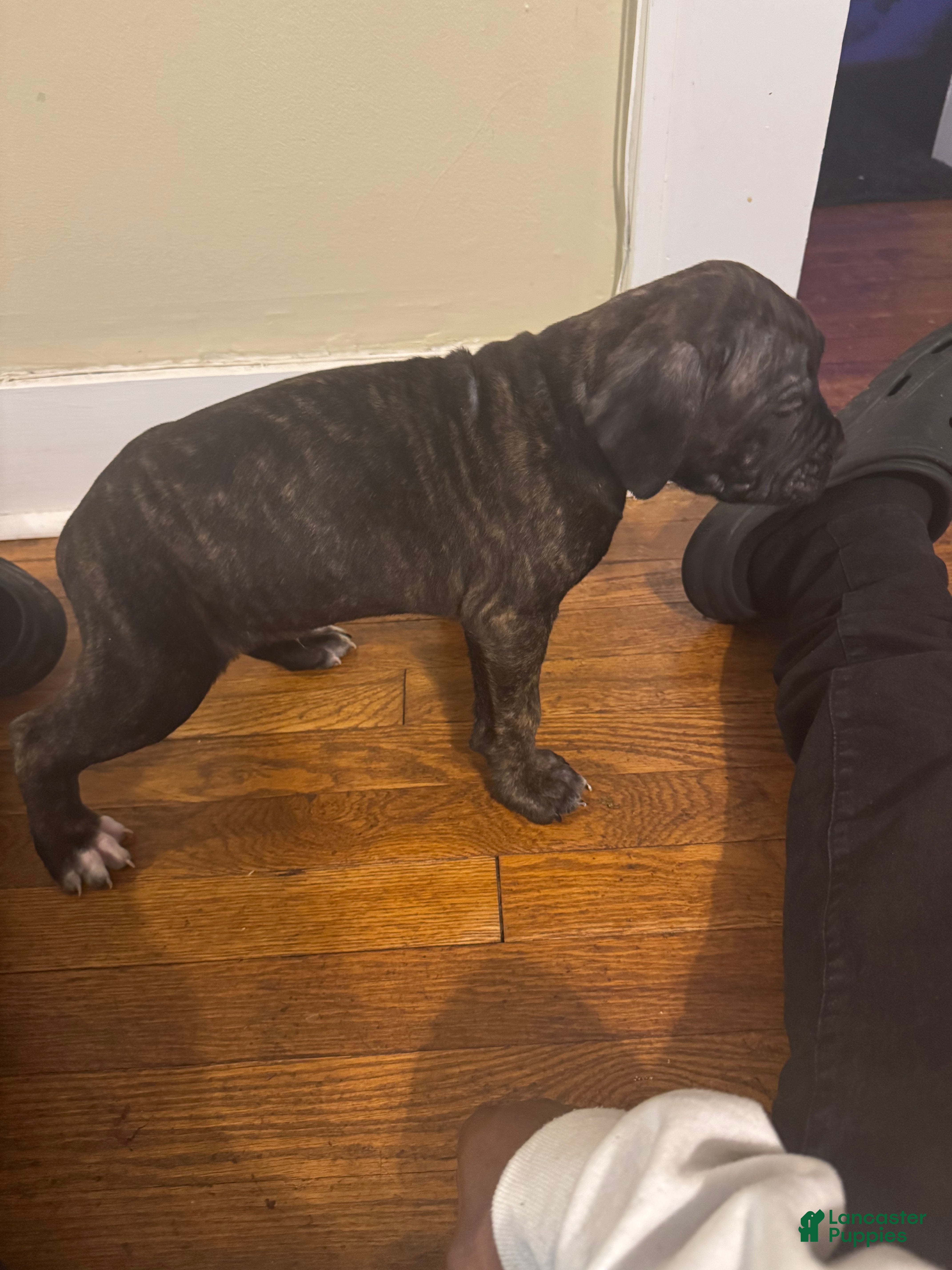 Cane Corso dogs for sale: Cane Corso Puppy 4 - Ad 2