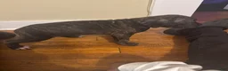Cane Corso dogs for sale: Cane Corso Puppy 4 - Ad 1