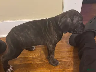 Cane Corso dogs for sale: Cane Corso Puppy 4 - Ad 2